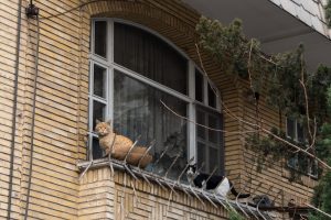 گربه‌های سرگردان در تپه‌های امانیه یا محله‌ی جردن