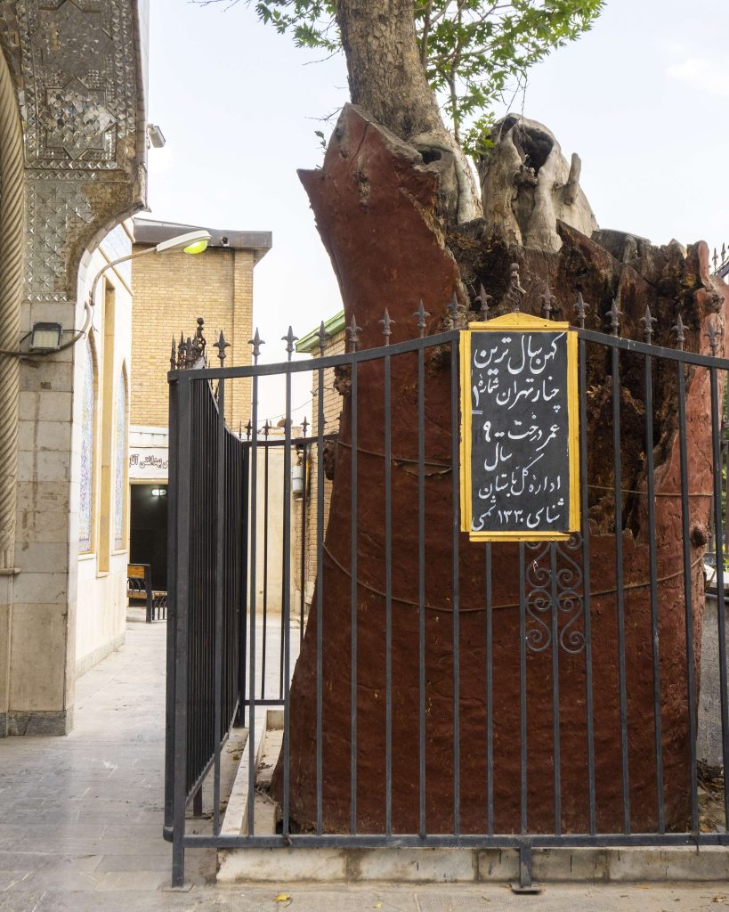 کهن‌ترین چنار ایرانی، چنار ۹۰۰ ساله‌ی تهران در امامزاده یحیی